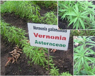 Vernonia galamensis